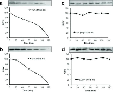 Western Blot Analysis Of The Effects Of Clpp Deletion On The Cellular Download Scientific