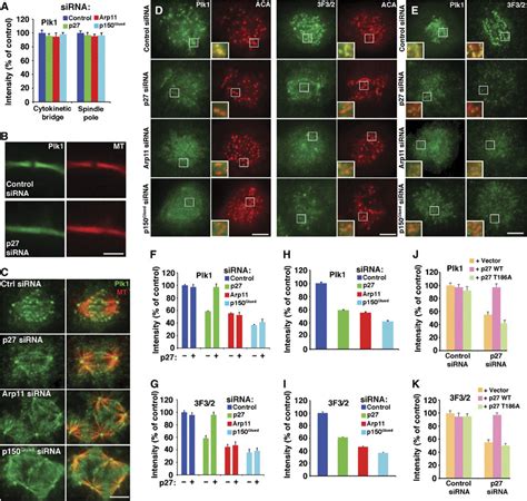 Analysis Of Plk1 Localization To Mitotic Structures In Cells Depleted