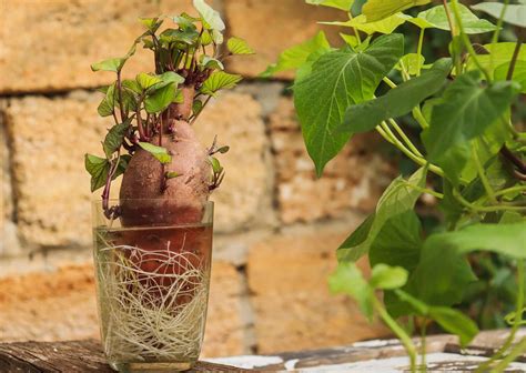 Comment démarrer la culture des patates douces