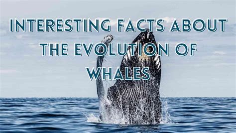 Interesting Facts About The Evolution Of Whales