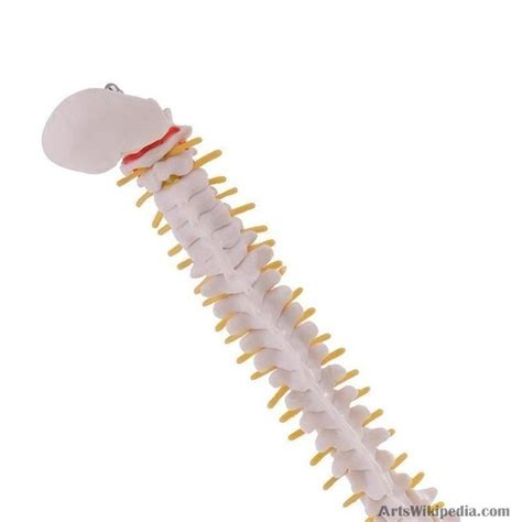 45CM Human Spine With Pelvic Model Anatomy Spine Medical Model