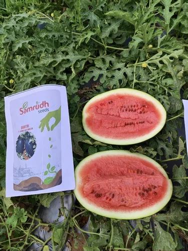 Samrudhh F1 Hybrid Watermelon Seeds Packaging Size 1 Kg Packaging