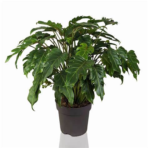 Филодендрон Ксанаду 21/60 – купить в Москве с доставкой – Plantis