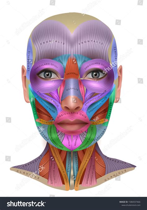 Chin Anatomy Images Stock Photos And Vectors Shutterstock