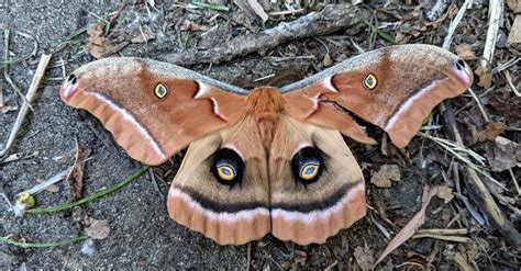 Polyphemus Moth - A-Z Animals