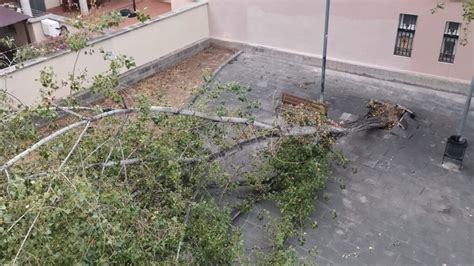 Cau Un Arbre En Mal Estat Al Carrer Del Comte Borrell