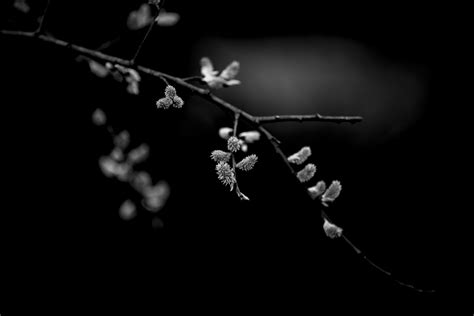 Pussy Willow Twigs Free Stock Photo Public Domain Pictures