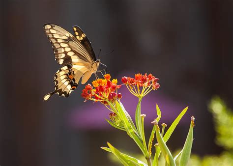 Eastern Giant Swallowtail Butterfly On Milkweed Fay Stout Flickr