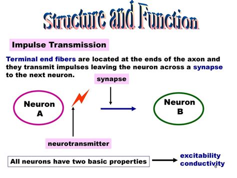 The Nervous System The Nervous System Spinal Cord Brain Nerves Ppt