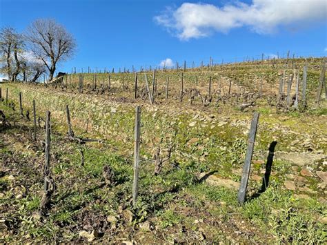 Terraces Soil Conservation And The Douro Region Of Portugal