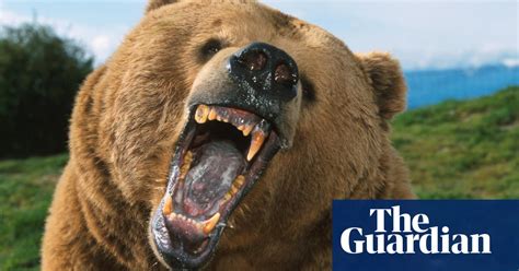 How To Survive A Bear Encounter And What To Do If It All Goes Wrong