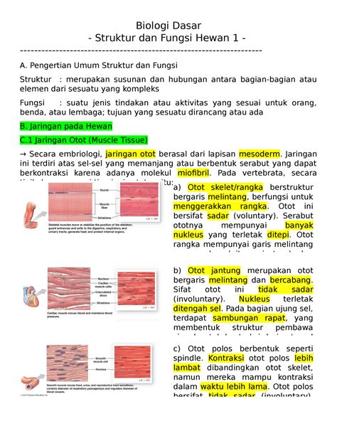 Catatan Bab 5 Struktur Dan Fungsi Hewan 1 Biologi Dasar Struktur