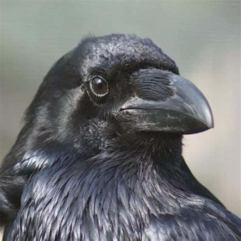 Qué significado tiene soñar con aves negras que te atacan