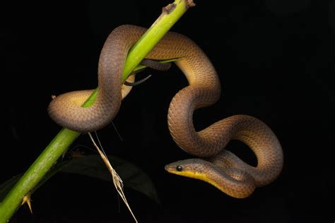 Philippine Shrub Snake From Gingoog City Misamis Oriental Philippines