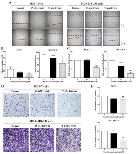 Terrein Inhibits Migration Of Human Breast Cancer Cells Via Inhibition