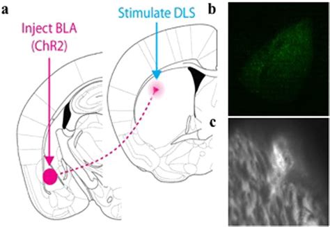 In Vivo Optogenetic Activation Of Bla Inputs To The Dorsolateral