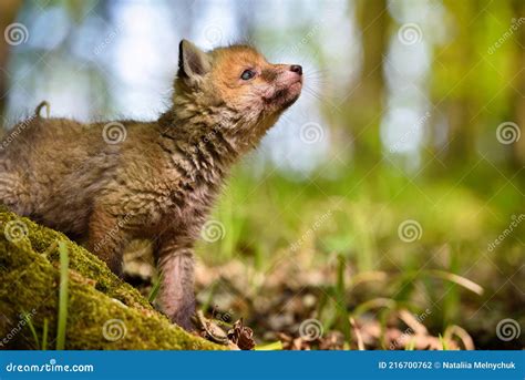 Raposa Vermelha Vulpes Pequeno Filhote Fofo Na Floresta Da Primavera