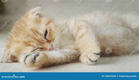 Portrait Of A Funny Ginger Kitten Resting On The Sofa And Put His Paw