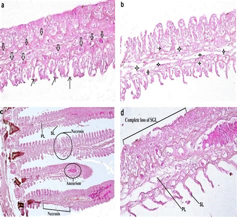 Histological Photomicrographs Of Gills Of Anabas Testudineus A B