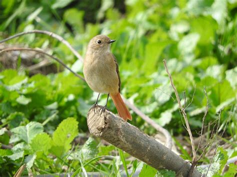 野鳥に出会いたい！！東京都内でバードウォッチングできるおすすめスポット5選 ウィークルマガジン