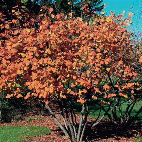 Corylus americana (American Hazelnut) - Berkshire Conservation District