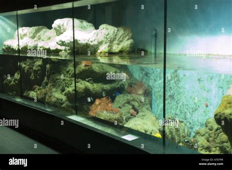 Big aquarium detail in Artis Zoo, Amsterdam, Holland Stock Photo - Alamy