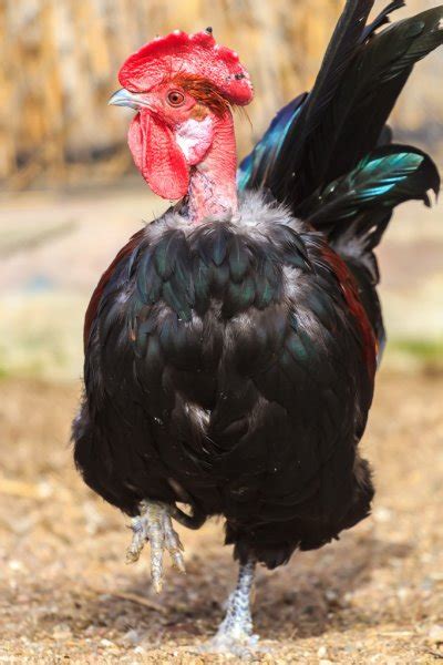 Stockfoto S Van Naked Neck Rooster Rechtenvrije Afbeeldingen Van Naked