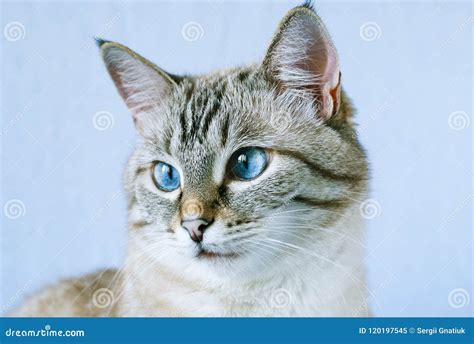 Gato De Gato Atigrado Con Los Ojos Azules Imagen De Archivo Imagen De