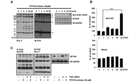 Regulation In Phosphorylation Of A SYN By FAK PTP1B A To Know The