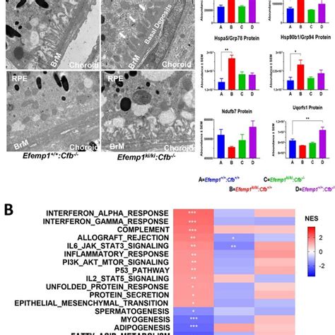 Cfb Deletion Reduces Sub Rpe Deposits And Ameliorates Pathway