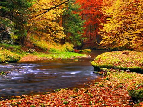 Fonds d écran Automne forêt arbres feuilles rivière 1920x1440 HD image