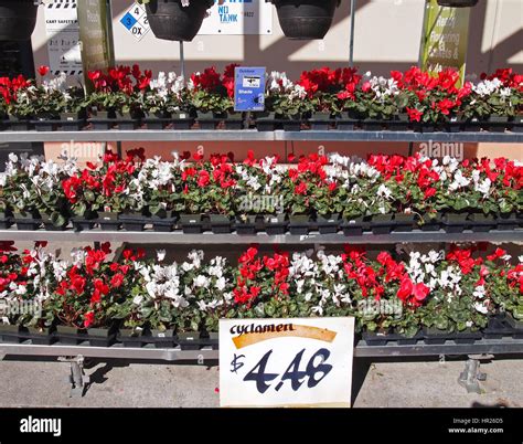 Spring Flowers Sale At Home Depot Store California Usa Late February