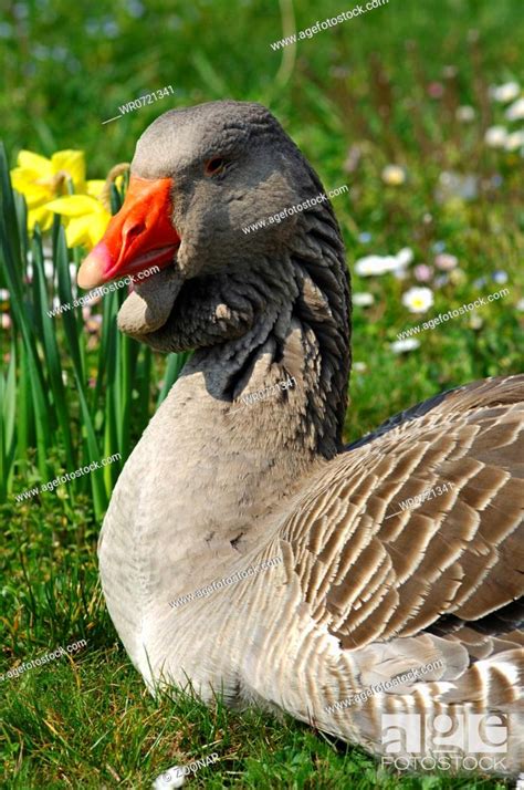 Toulouse Goose Stock Photo Picture And Royalty Free Image Pic