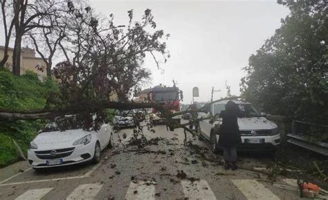 Albero Cade Su Unauto In Sosta Per Fortuna Non Cera Nessuno