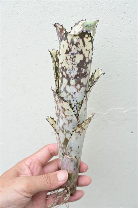 Billbergia Kahakai Bikamori Com ビルベルギア カハカイ｜paypayフリマ