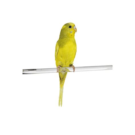 Parakeets For Sale Buy Fancy Rare Parakeets/Budgies For