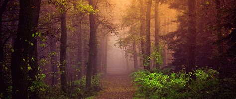 Autumn Wallpaper 4K, Mist, Forest, Path, Trees, Fog