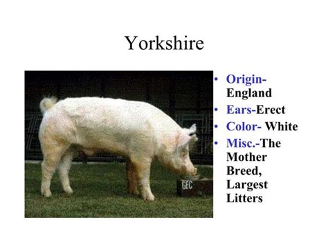 Breeds Of Swine | PPT