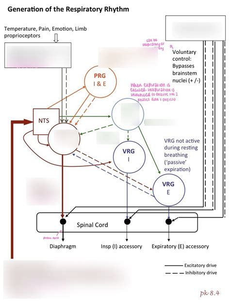 Diagram Of IRM Week 8 Generation Of Respiratory Rhythm Quizlet