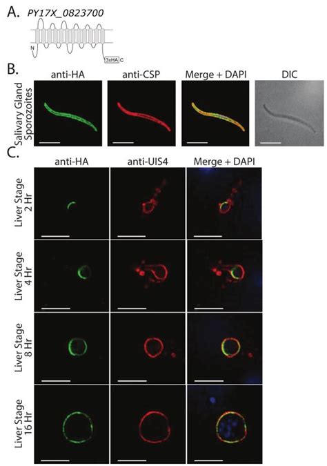 Localization Of The Sugar Transporter In Sporozoites And Download