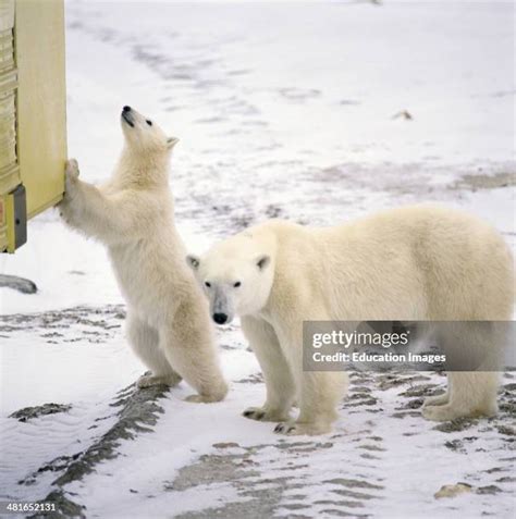 160 Polar Bear Meat Stock Photos, High-Res Pictures, and Images - Getty ...