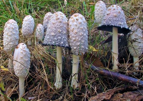 Shaggy Mane (Coprinus comatus) in Labrador