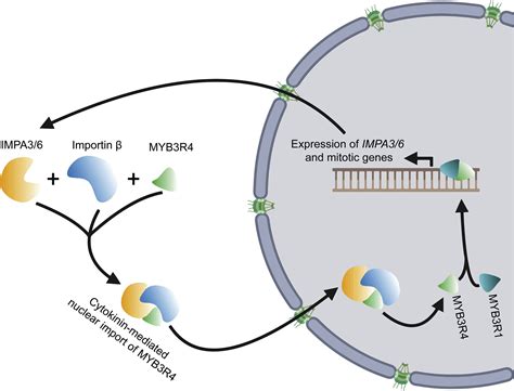 Cytokinin Mediated Nuclear Shuttling Of Myb3r4 Regulates Cell Division