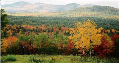 Maine Fall Foliage Calendar - Mab Millicent