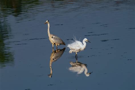 Birds Heron Ornithology - Free photo on Pixabay - Pixabay