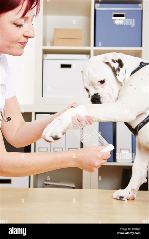 Pata vendaje veterinaria fotografías e imágenes de alta resolución Alamy