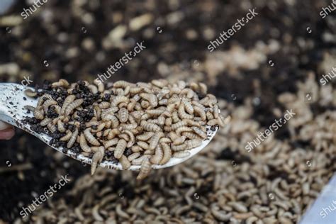 Maggots Baby Fly Larvae Which Able Editorial Stock Photo Stock Image