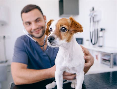 Sydney Vet Jobs Sydney Vet Emergency And Specialists