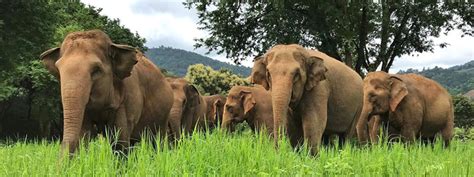 Save Elephant Foundation Rescuing And Caring For Asian Elephants