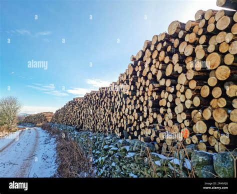 Images Of Piles Of Cut Down Trees In A Log Pile Pine Tree Logs Piled